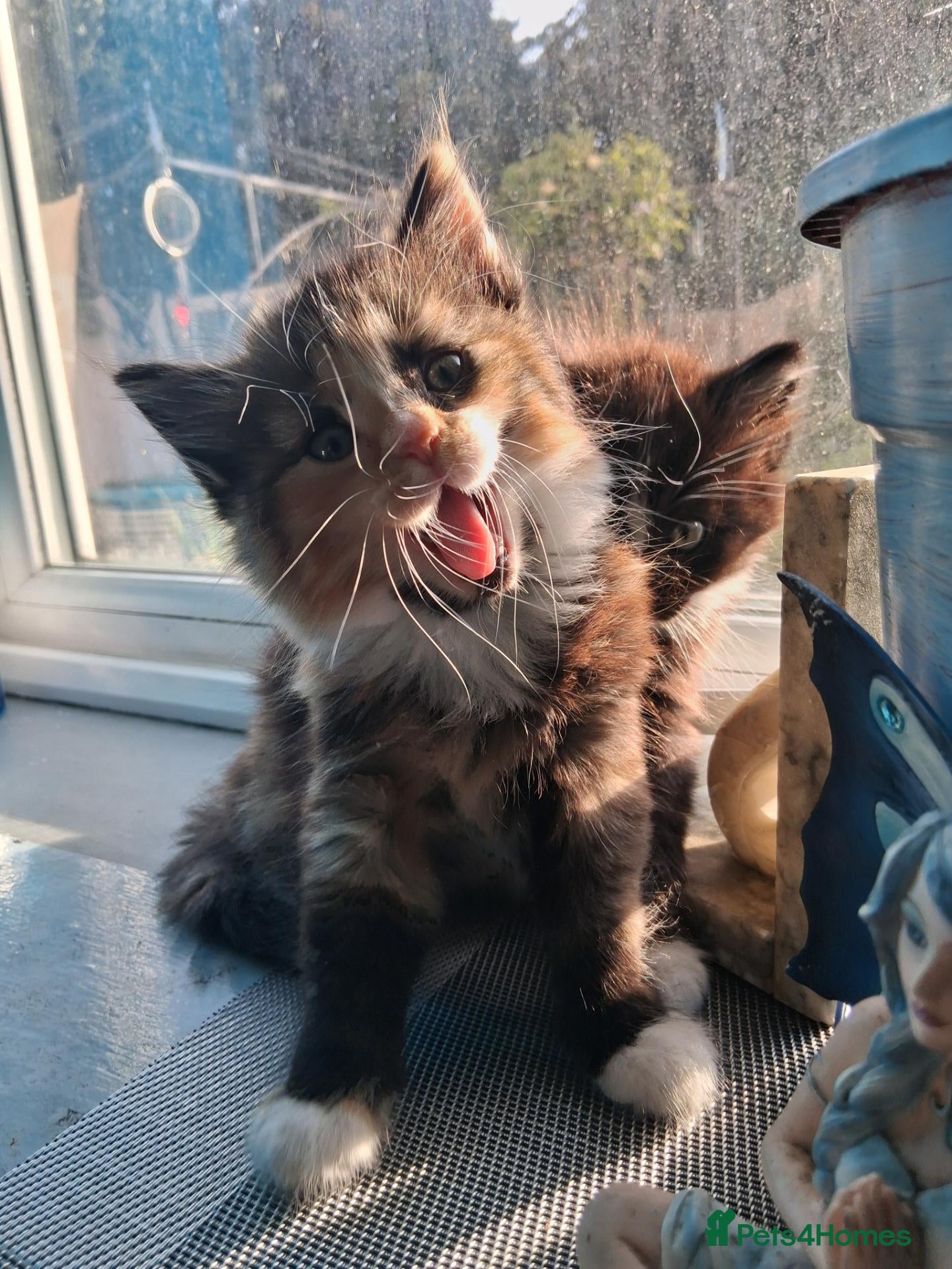 British Longhair cats Extremely friendly fluff balls - Advert 16