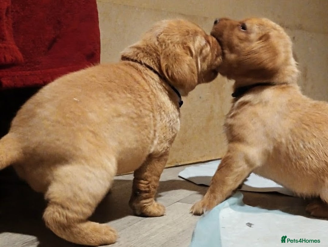 Labrador Retriever dogs for sale: Dudley Fox Red Labradors with FTCH in lineage - Advert 10