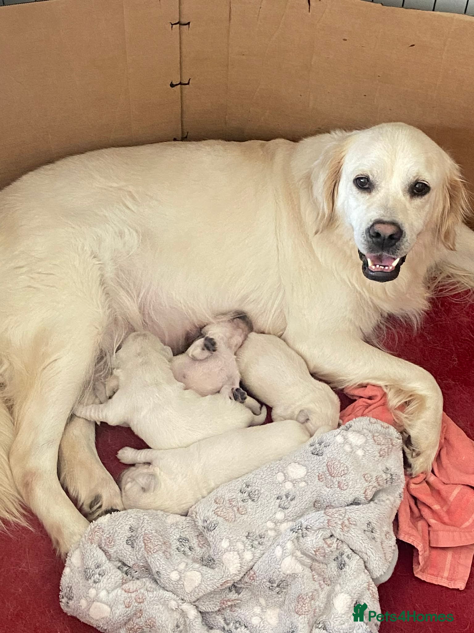 Golden Retriever dogs KC Registered Showline Golden Retriever Puppies - Advert 8