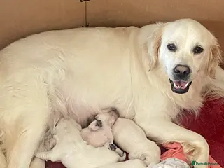 Golden Retriever dogs KC Registered Showline Golden Retriever Puppies - Advert 8