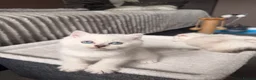 British Shorthair cats for sale: Beautiful Kittens for Sale – 3 Boys & 1 Girl 🐱💕 in Luton - Advert 7