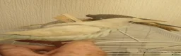Budgerigars birds for sale: Baby budgie for sale  - Advert 6
