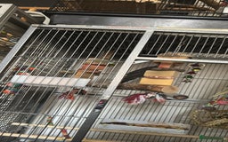 Cockatiels birds for sale: 2 cockatiels male and female  - Image 4