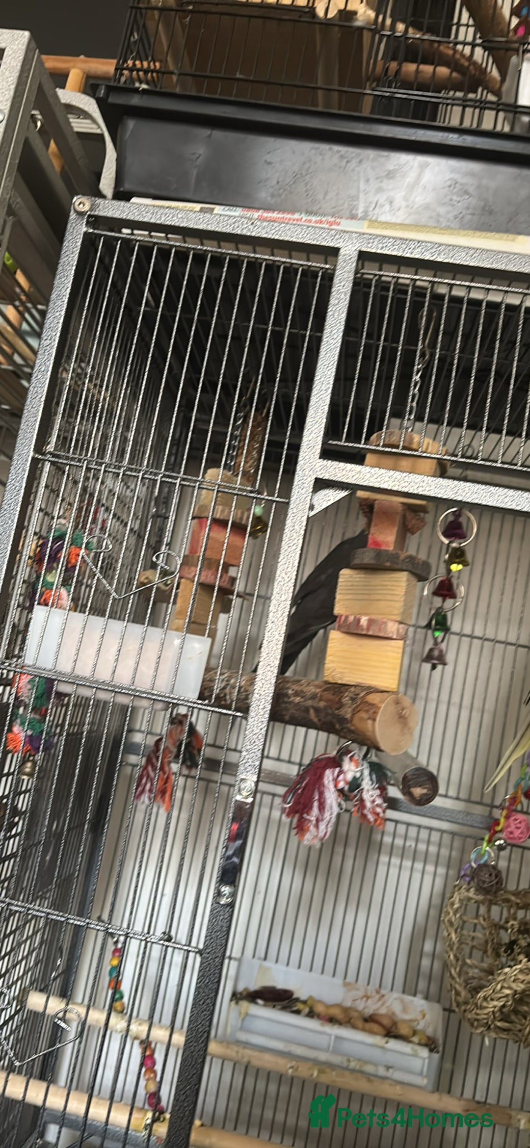 Cockatiels birds for sale: 2 cockatiels male and female  - Image 4