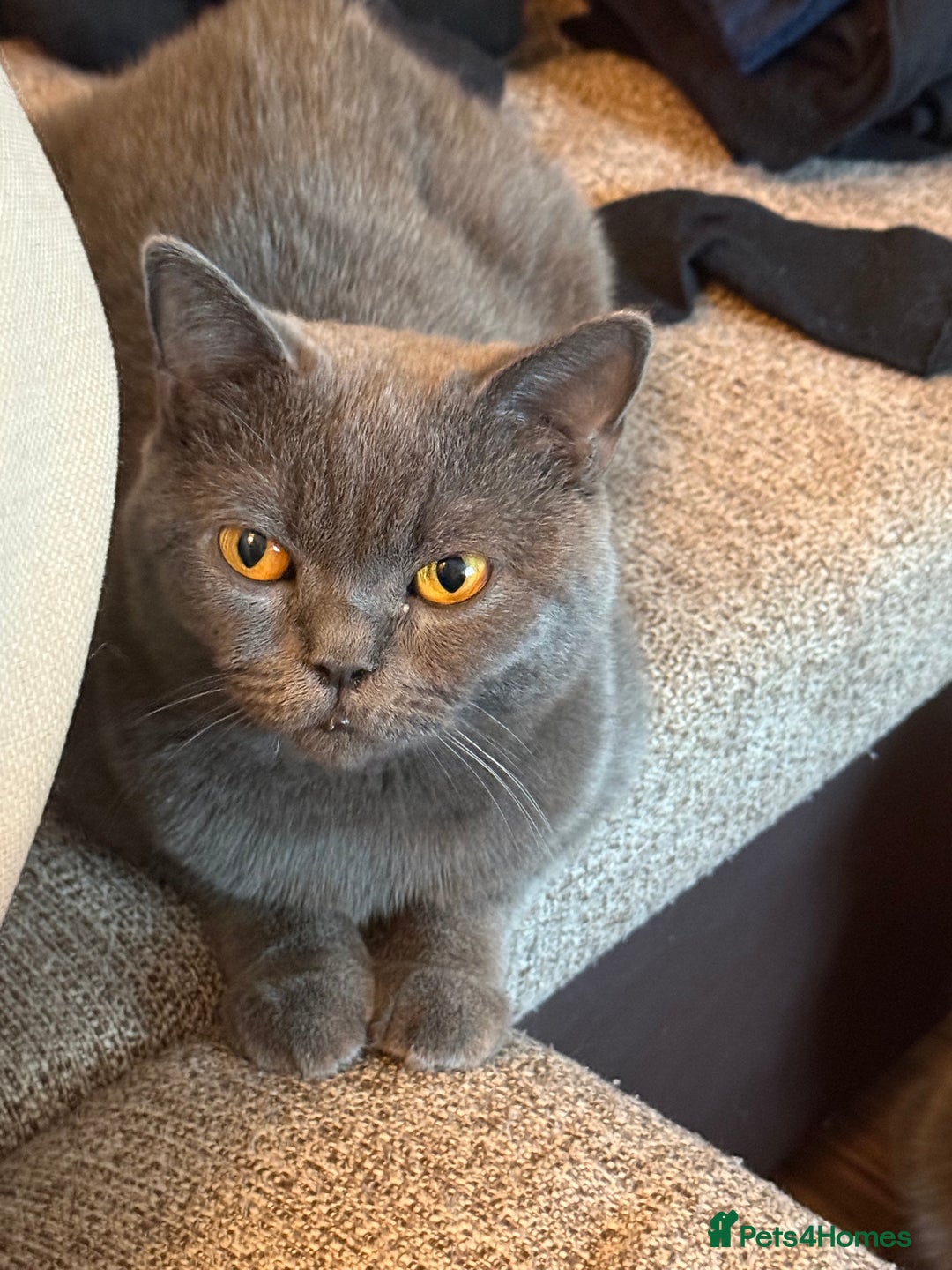 Scottish Fold cats for sale: Scottish fold boy  - Image 12