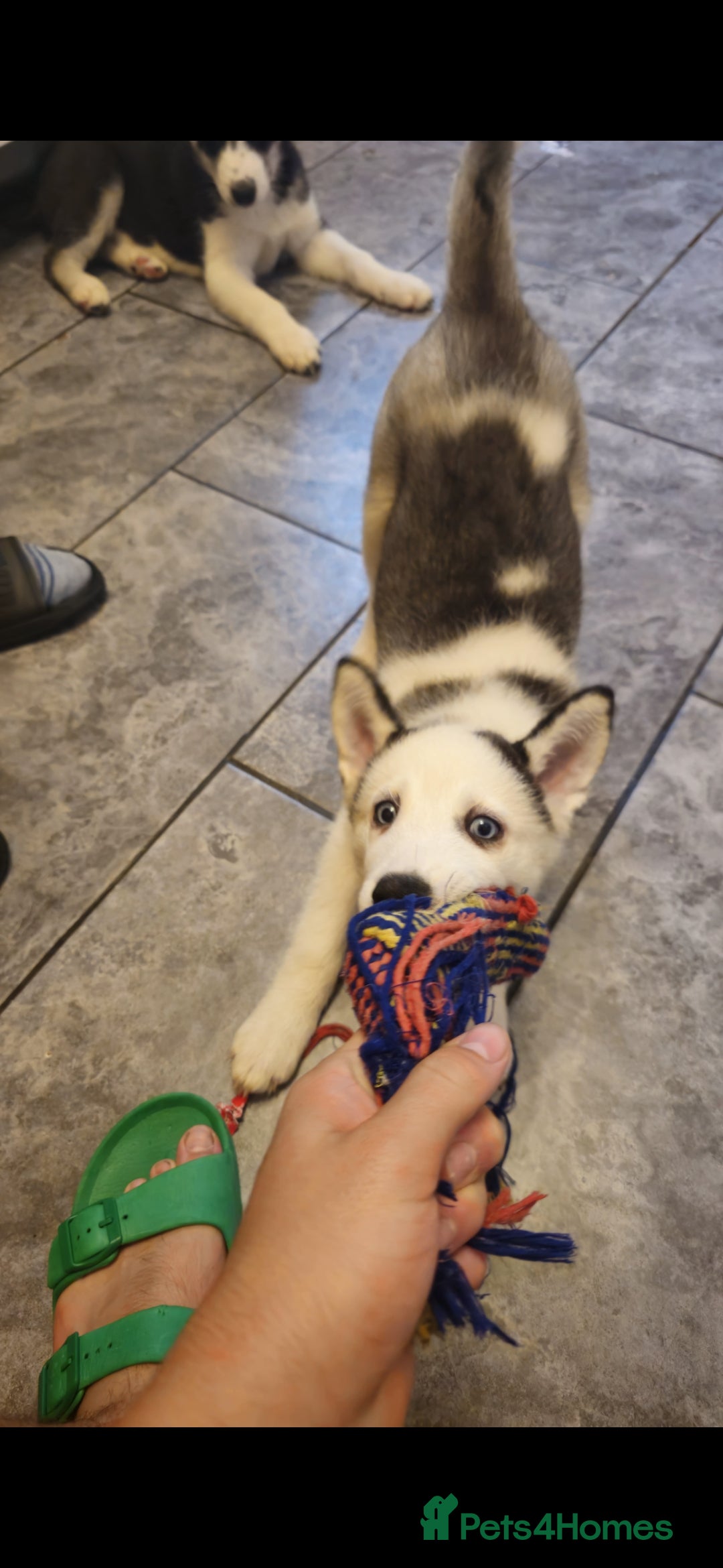 Siberian Husky dogs for sale: Siberian Husky Puppies for Sale - Advert 3