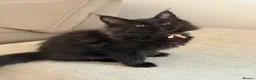 Maine Coon cats for sale: TICCA Registered MaineCoon Kittens  - Advert 17