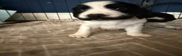Sprocker dogs for sale: Sprocker spaniel puppies  in Bellshill - Advert 8