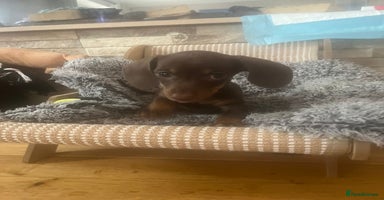 Miniature Dachshund dogs - Advert 5