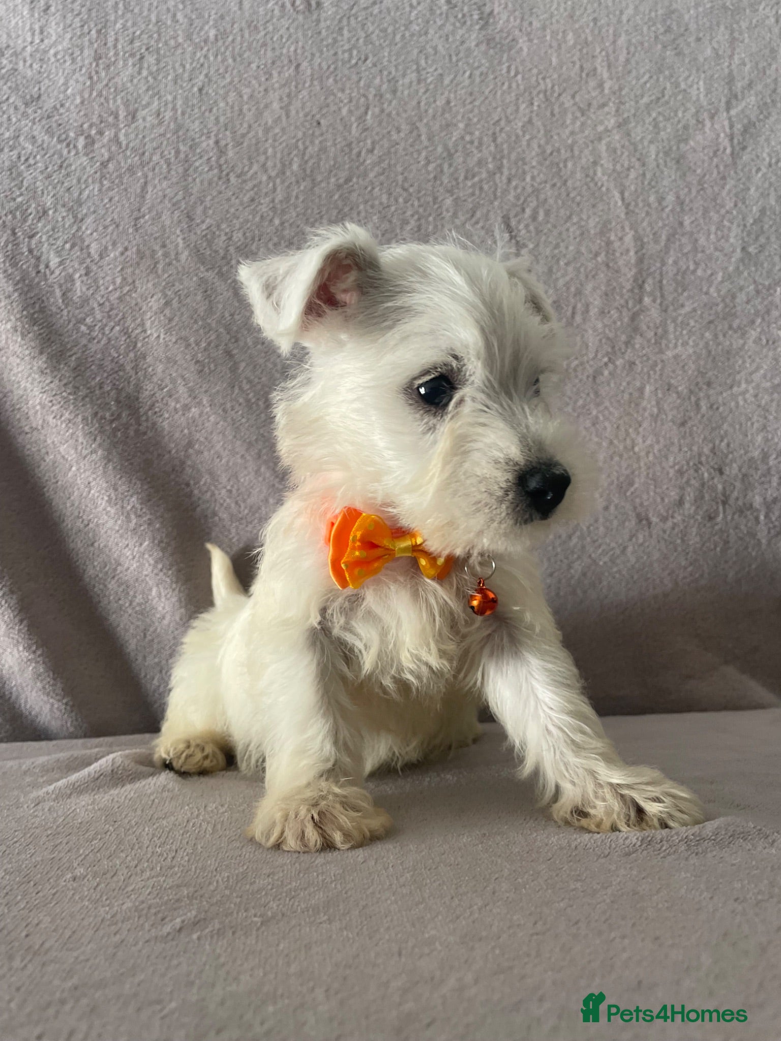 West Highland Terrier dogs Beautiful west highland terrier puppy’s  - Advert 15