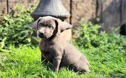 Labrador Retriever dogs for sale: LAST 2 KC HEALTH TESTED CHARCOAL LABS AVAILABLE  - Image 10