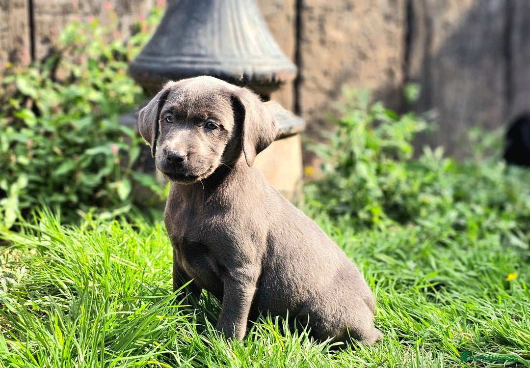 Labrador Retriever dogs for sale: LAST 2 KC HEALTH TESTED CHARCOAL LABS AVAILABLE  - Image 10