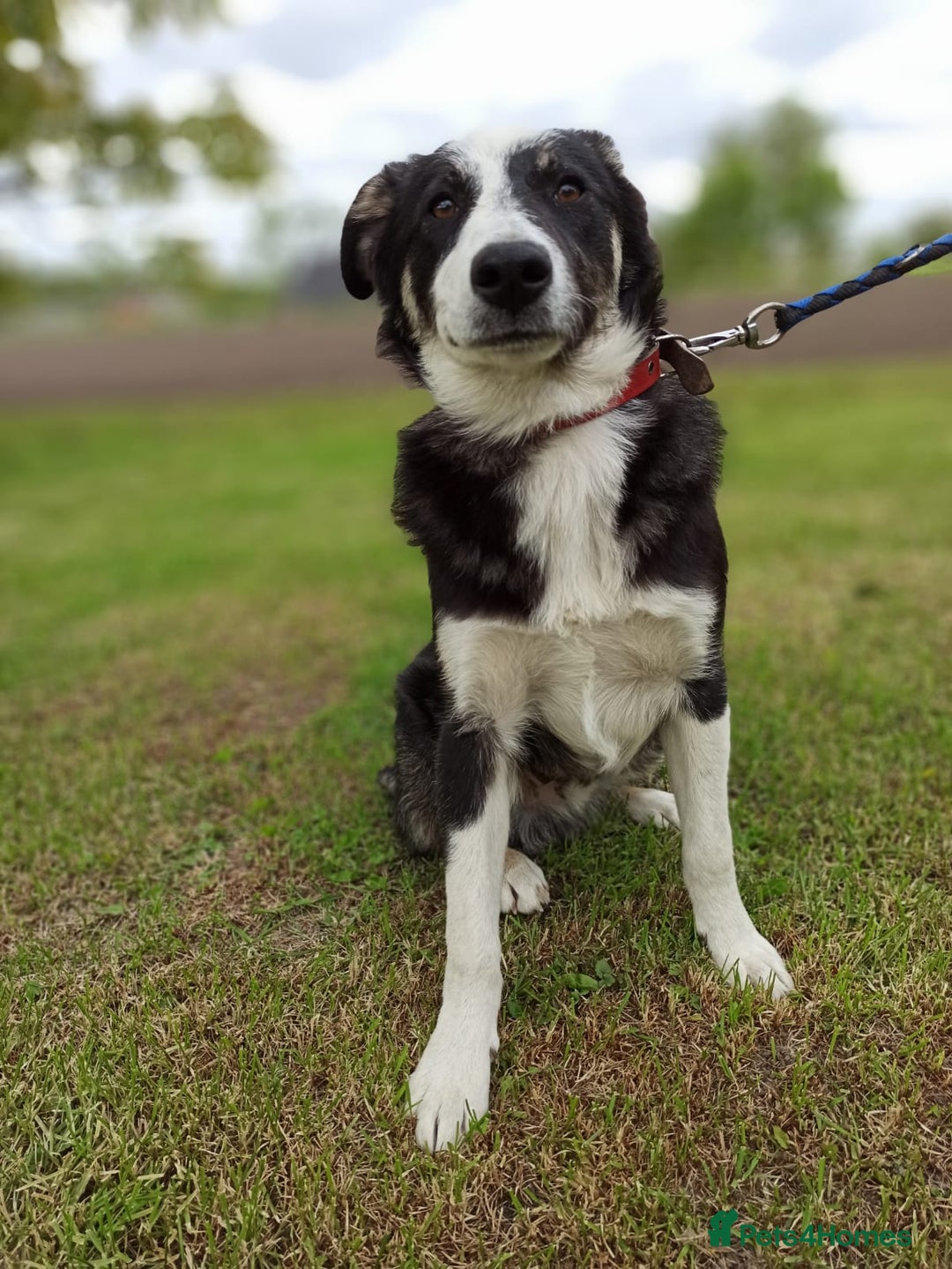 Mixed Breed dogs for adoption: 💙BENNY💙 – Dreams of His First Birthday at Home - Advert 8