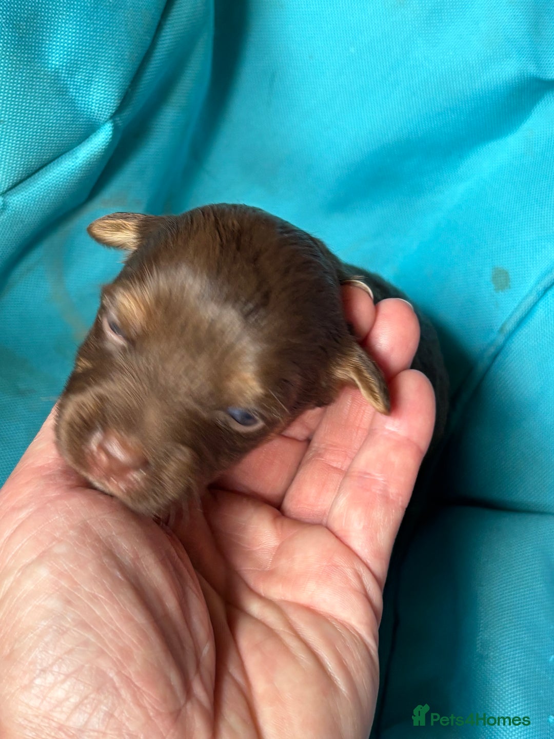 Jack Russell dogs for sale: Trad.working family short legged Jack Russell  - Advert 6