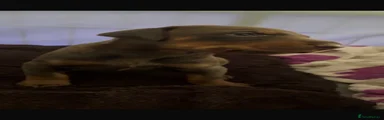 Dobermann 3