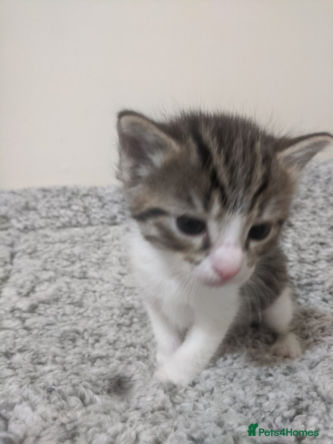 Ragdoll cats for sale: Ragdoll cross kittens for sale  - Advert 5