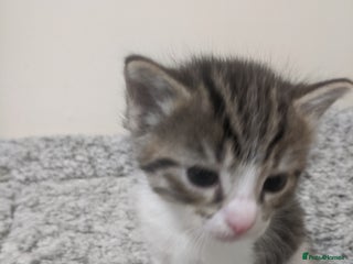 Ragdoll cats Only 1 cute boy Ragdoll cross kitten for sale - Advert 15