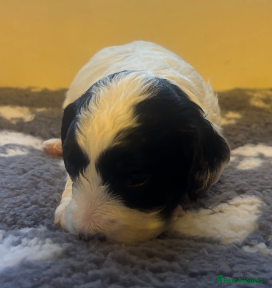 Cockapoo dogs for sale: Stunning F1 Cockapoos from H/Tested KC Parents!! - Image 27