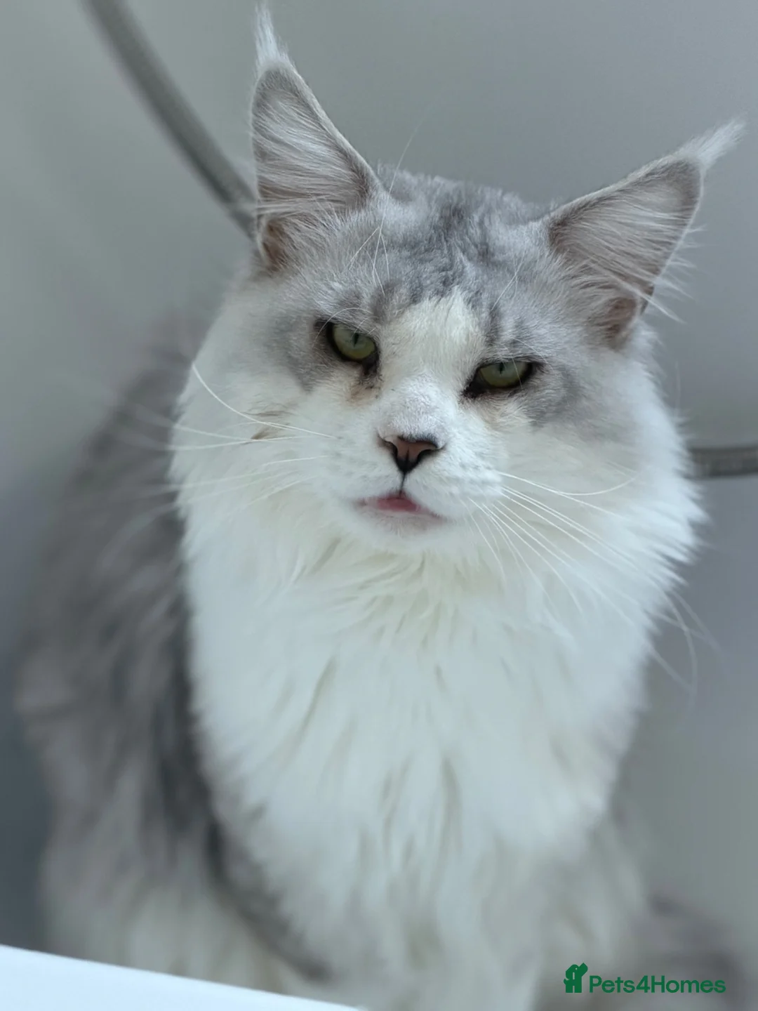Maine Coon cats for sale: Rare and Unique Active Registered Maine Coon - Advert 7