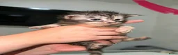 Maine Coon cats for sale: TICA REGISTERED MAINE COON KITTENS  - Advert 14