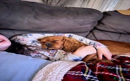 Cavapoo dogs for sale: Cavapoo puppies  - Image 7