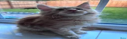 Maine Coon cats for sale: Maine Coons - Advert 6