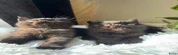 Exotic cats for sale: PET REGISTERED EXOTIC KITTENS  - Advert 7