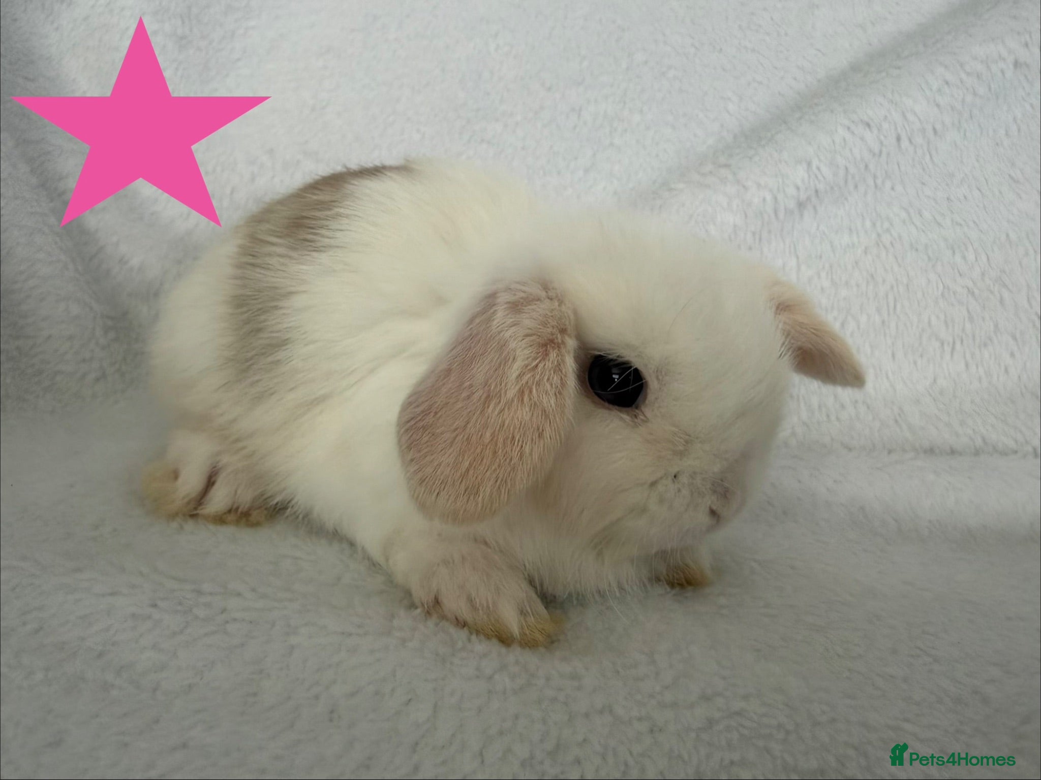 Mini Lop rabbits Beautiful mini lops **ready to reserve** - Advert 1
