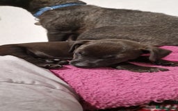 Patterdale Terrier dogs for sale: 1 year old Male Patterdale - Image 18