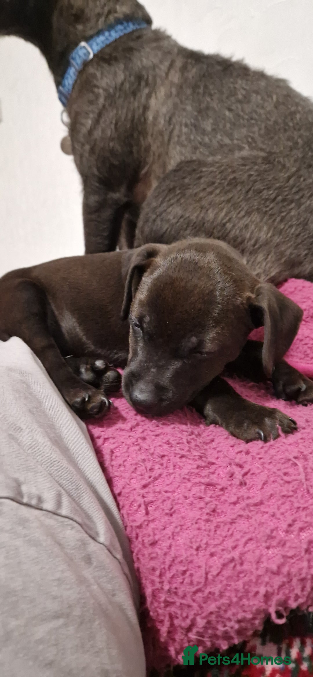Patterdale Terrier dogs for sale: 1 year old Male Patterdale - Image 18