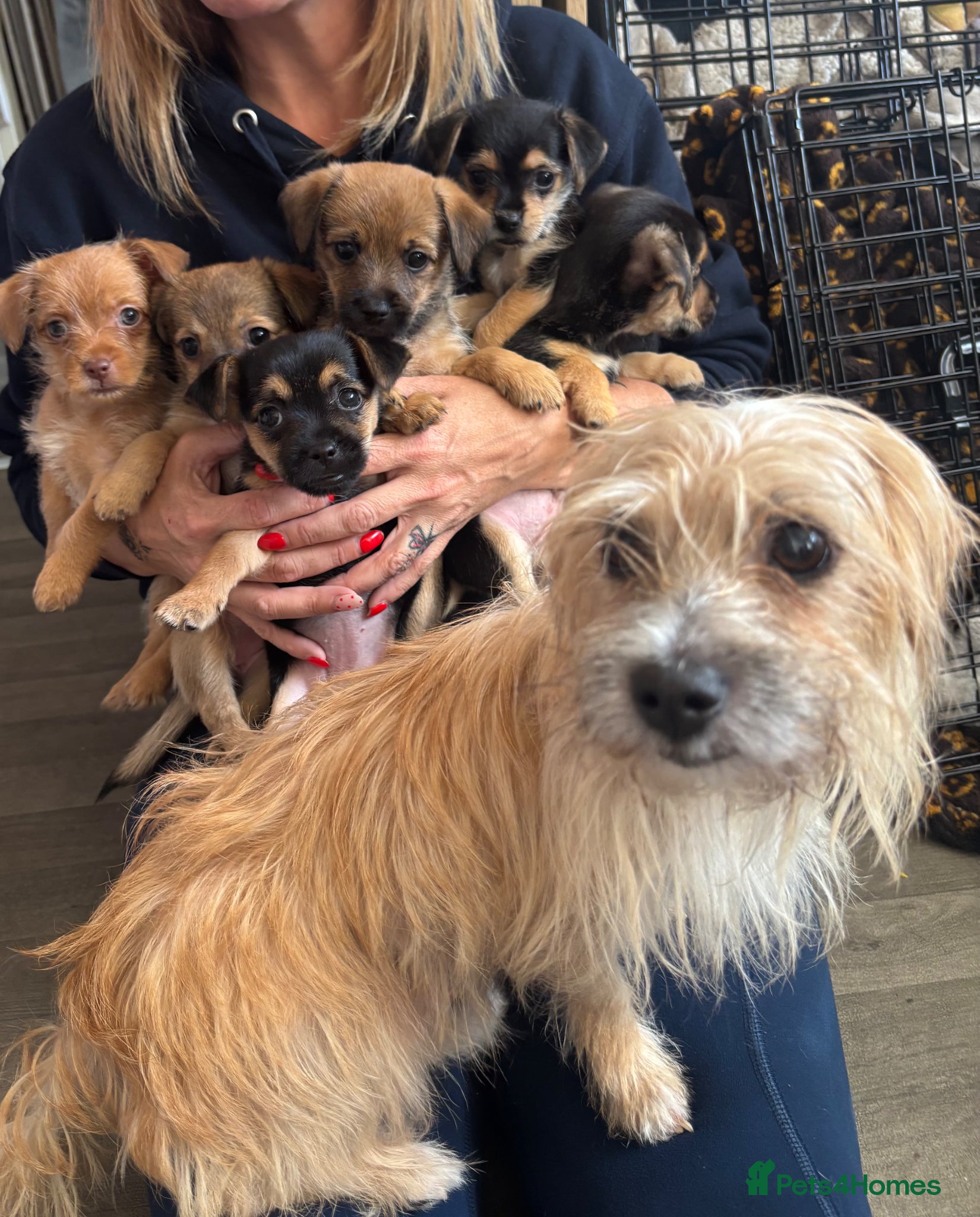 Mixed Breed dogs for sale: Cairmal X Jorkie puppies - Advert 3