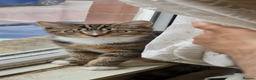 Domestic Shorthair cats for sale: Domestic shorthair Tabby  - Advert 5