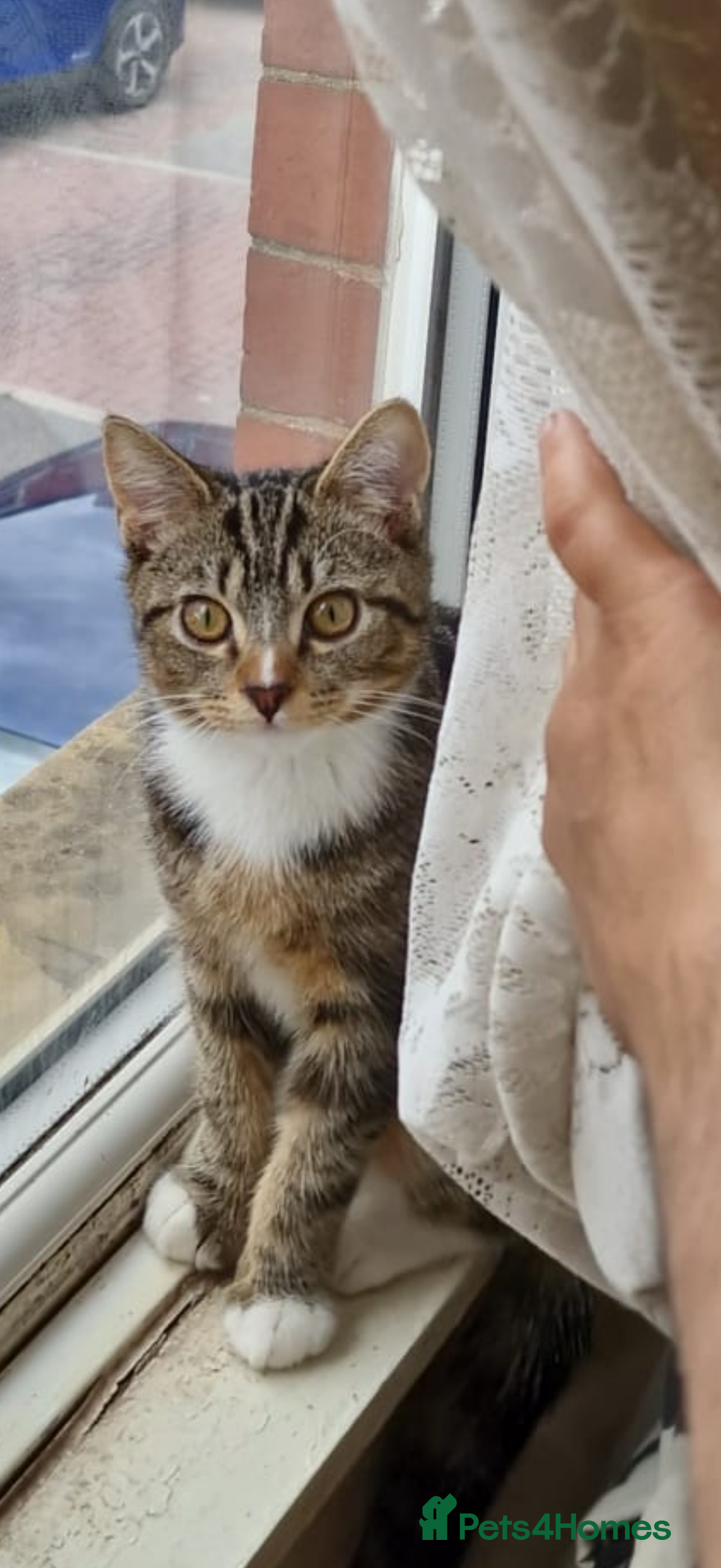 Domestic Shorthair cats for sale: Domestic shorthair Tabby  - Advert 5