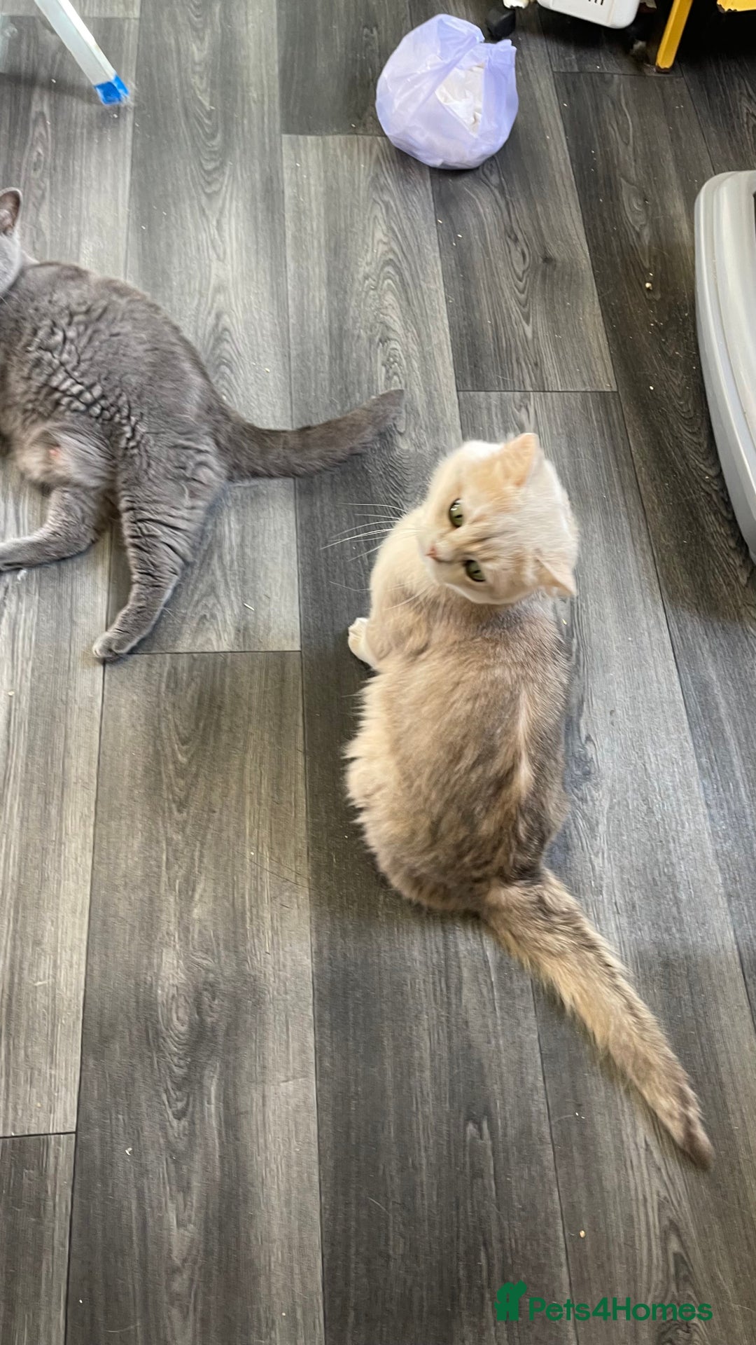 British Shorthair cats for sale: Active Blue Golden Tipped British Shorthair MARCUS - Image 7