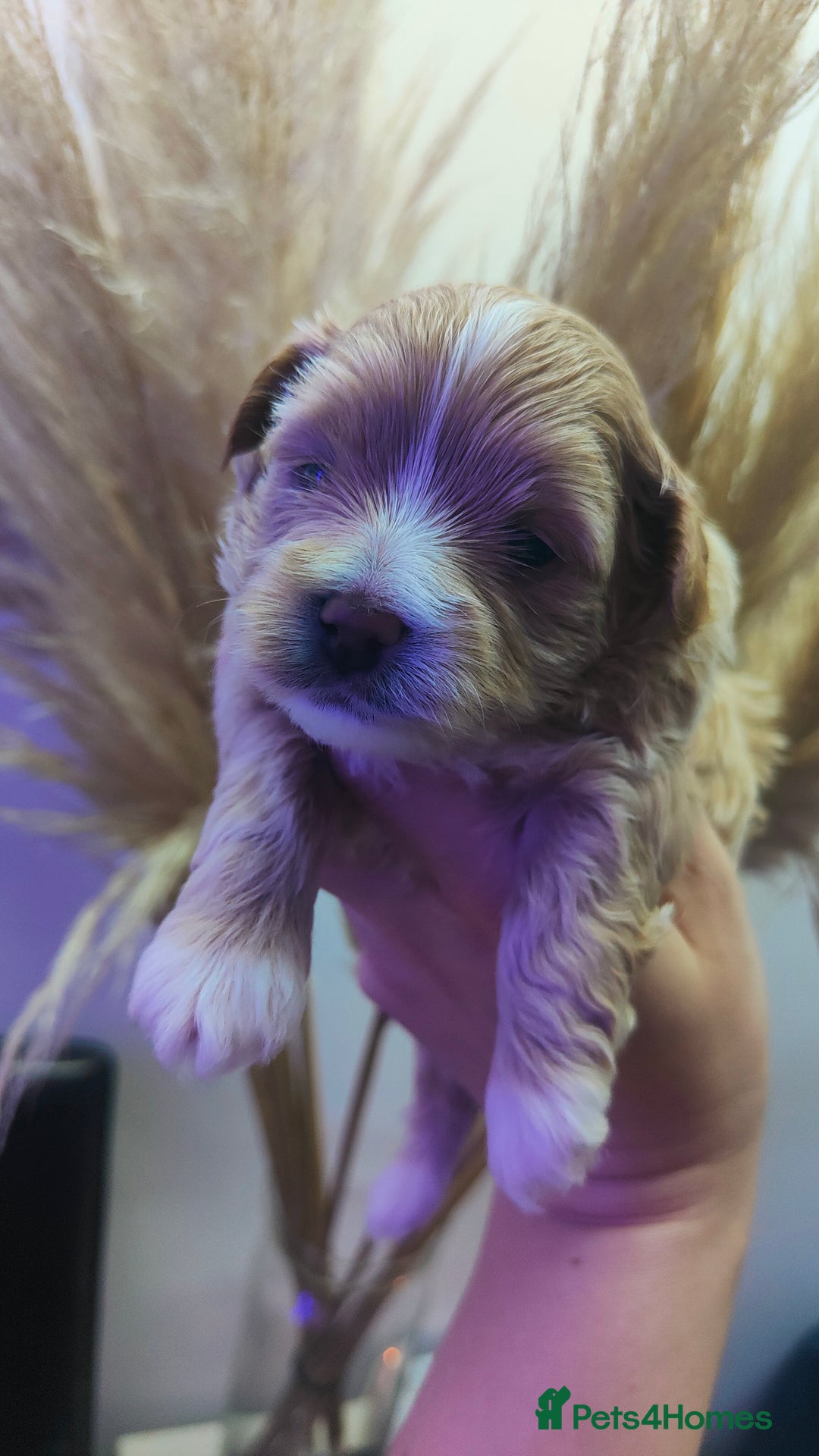 Maltipoo dogs for sale: F1 Tiny Maltipoo Puppies  - Advert 25