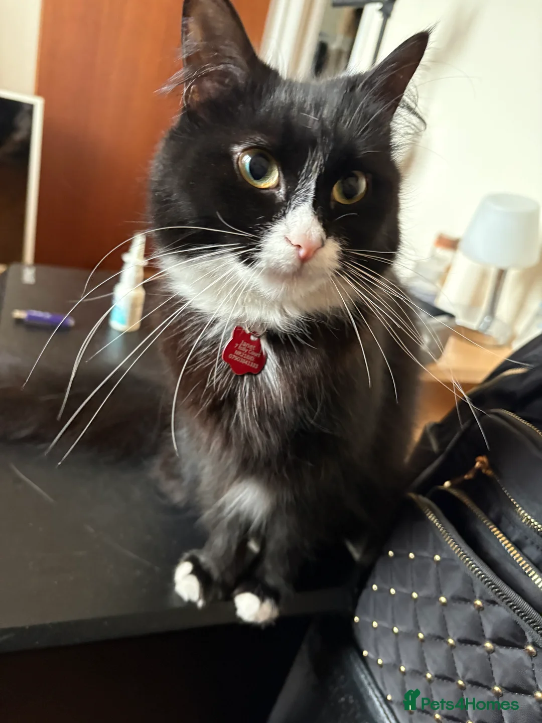 Mixed Breed cats for sale: Black and white female.  in Fakenham - Advert 4