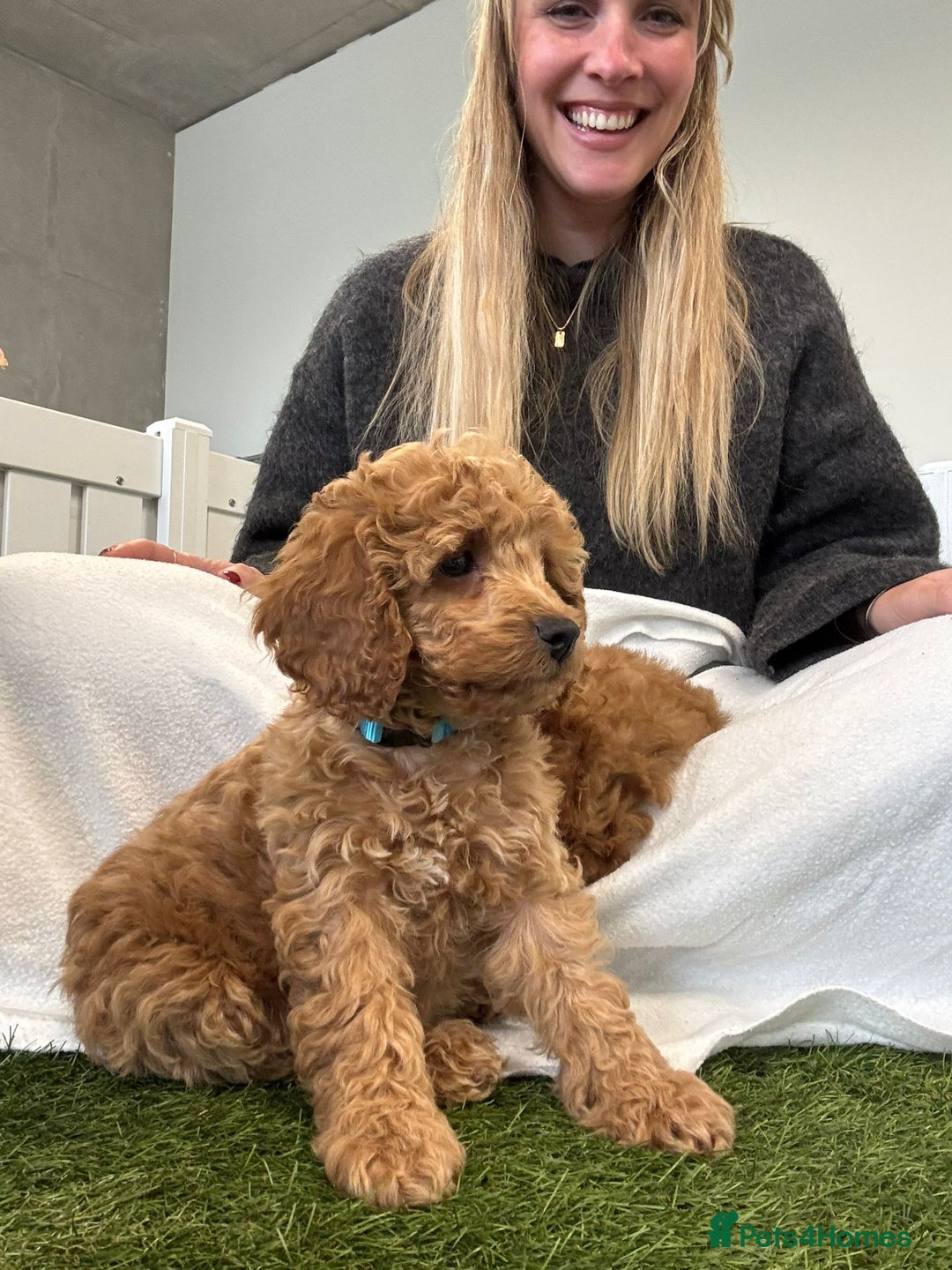 Cockapoo dogs for sale: F2 Cockerpoos Ready for their new homes. - Advert 21