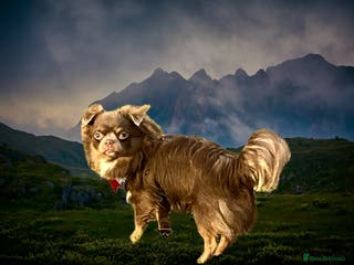 Chihuahua dogs Gorgeous Lilac & Tan Long Coat boy for STUD in Dundee - Advert 4