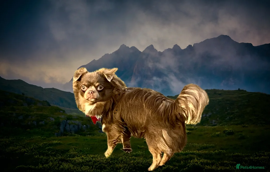 Chihuahua dogs for stud: Gorgeous Lilac & Tan Long Coat boy for STUD in Dundee - Advert 1