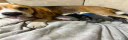 English Bulldog dogs for sale: Sad beginning to a beautiful ending - Advert 18
