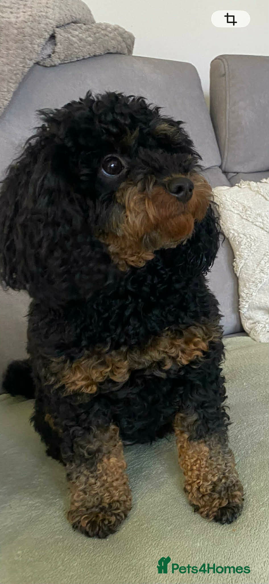 Cavapoo dogs for sale: Cavapoo puppies-deposits taken on all 3 - Advert 11