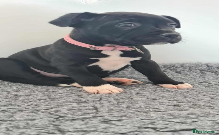 Staffordshire Bull Terrier dogs - Advert 1