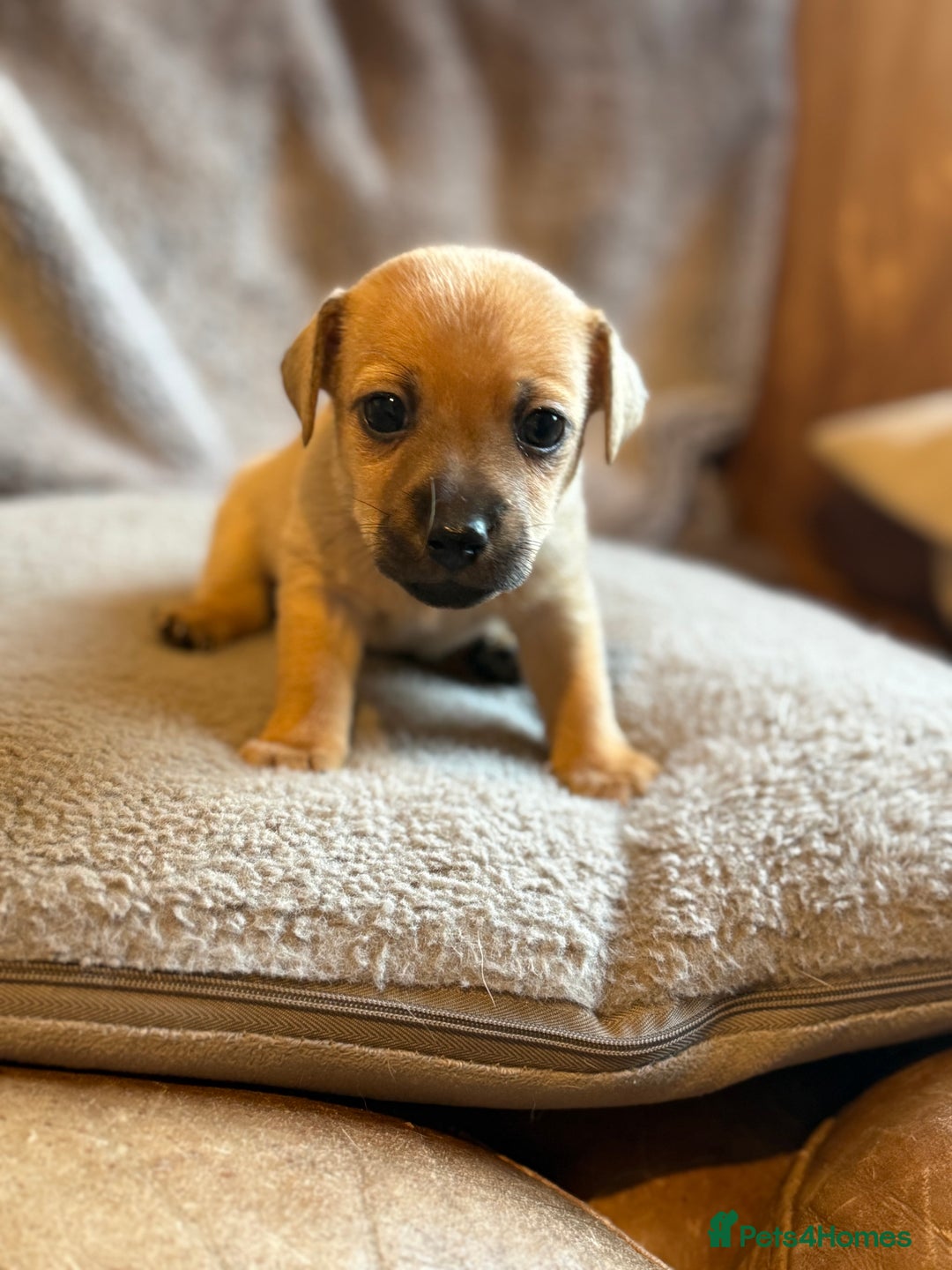 Jack Russell dogs for sale: Mini Jack Russell Terrier puppies  - Advert 4