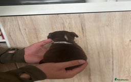 Patterdale Terrier dogs for sale: 3 gorgeous patterdale puppies  - Image 3