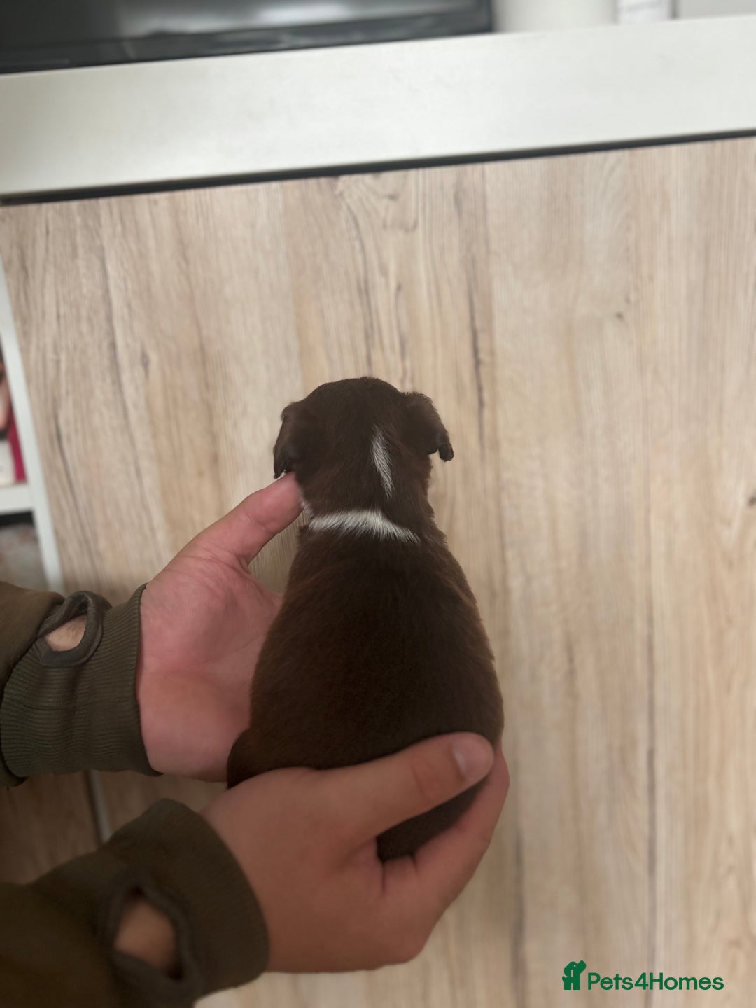 Patterdale Terrier dogs for sale: 3 gorgeous patterdale puppies  - Image 3