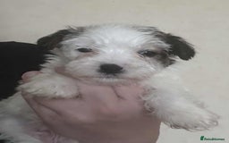 Jack Russell dogs for sale: KC registered Jack Russell Terrier  - Image 1