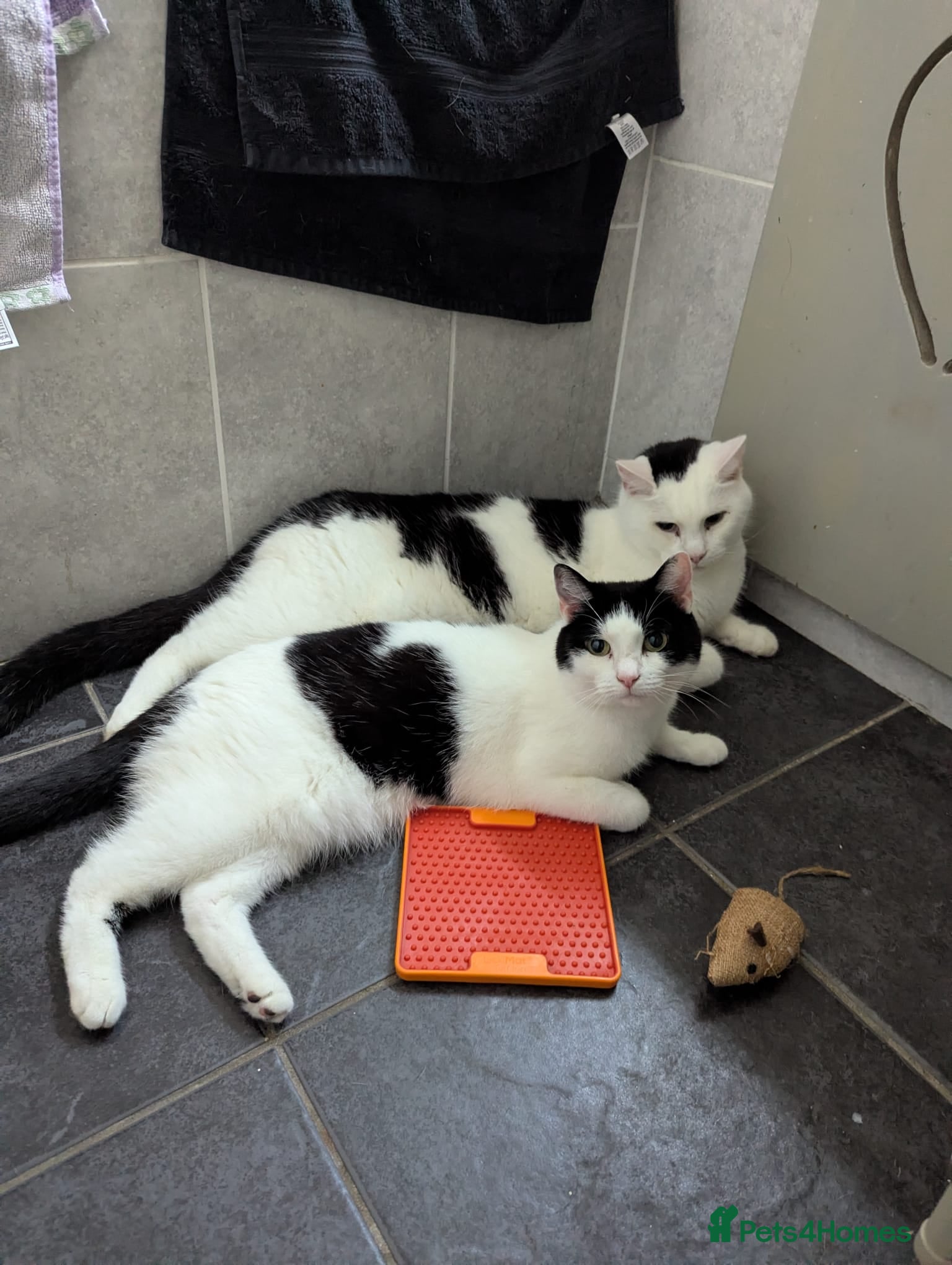 Domestic Shorthair cats 9 year old cats  - Advert 7