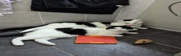 Domestic Shorthair cats for sale: 9 year old cats  - Advert 1