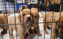 Labrador Retriever dogs for sale: KC Registered Fox Red Labrador Puppies - Image 11