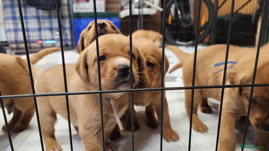 Labrador Retriever dogs for sale: KC Registered Fox Red Labrador Puppies - Image 11